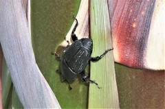 Scyphophorus yuccae