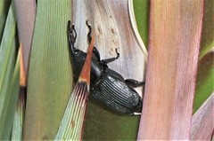Scyphophorus yuccae