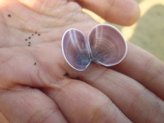 Tellinidae