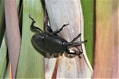 Scyphophorus yuccae