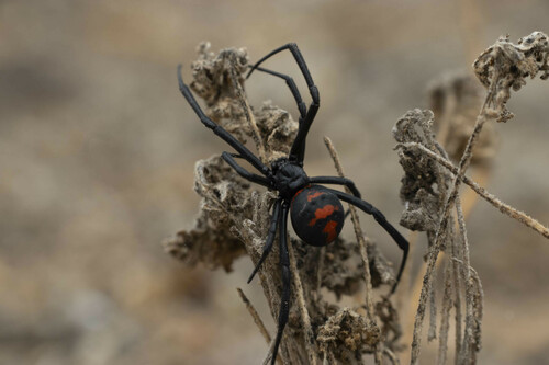 Chilean Redback Spider