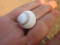Tellinidae