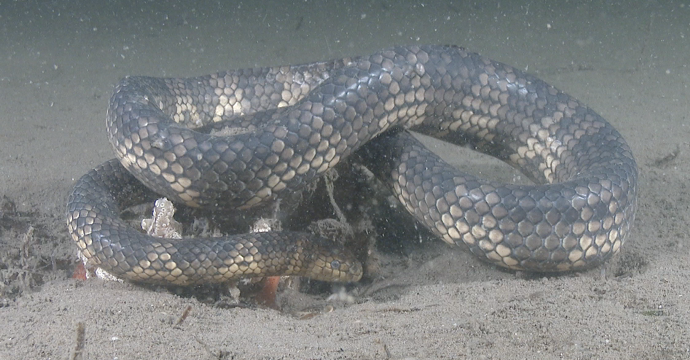 Mosiac Sea Snake