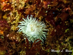 Actinothoe sphyrodeta