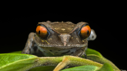 Leptobrachium hendricksoni