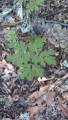 Dicentra formosa