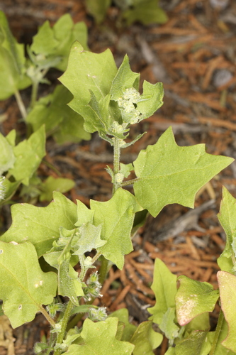 Image of Chenopodiastrum simplex by (c) Steve Matson, some rights reserved (CC BY)
