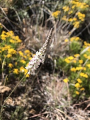 Polygala alba