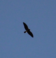 Buteo swainsoni