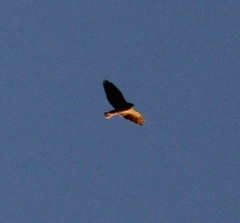 Buteo swainsoni