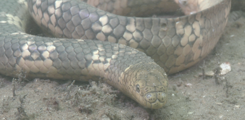 Mosaic Sea Snake from Cooloola QLD 4580, Australia on December 13, 2018 ...