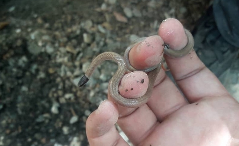 Western Black-headed Snake From Altadena, CA 91001, USA On August 31 ...