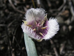 Calochortus coeruleus