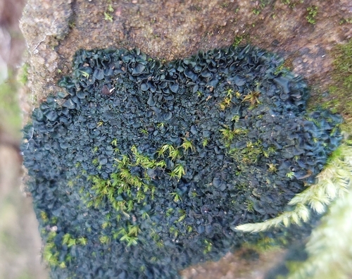 Crinkled Pulp Lichen