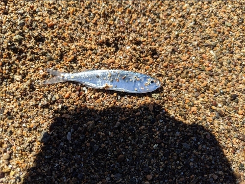 Blue silverside (Melanorhinus cyanellus) — Atherinopsidae — 4