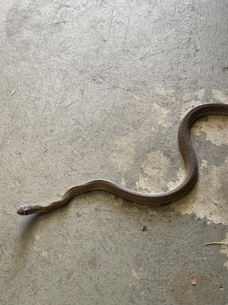 Coachwhip from Roderick Lawson Ln, Austin, TX, US on January 28, 2024 ...