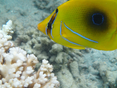 Chaetodon bennetti