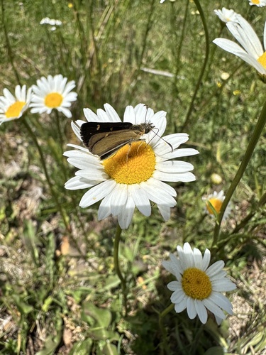 Patagónica Faja Blanca
