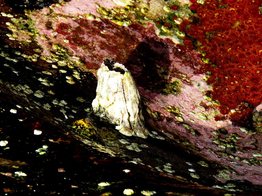 Giant rock barnacle from Bateau Bay Beach, NSW, Australia on January 28 ...
