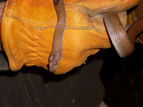 Boaedon capensis