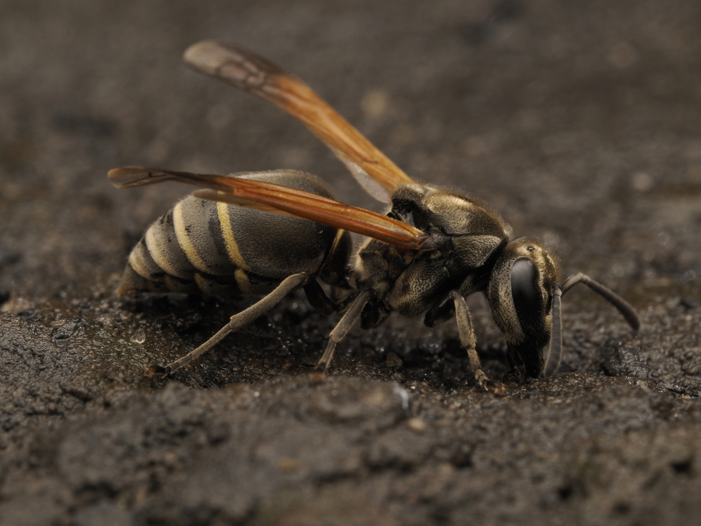 Mexican Honey Wasp from Jojutla, Mor., México on January 13, 2024 at 03 ...