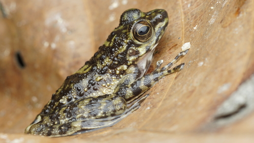 Amolops larutensis