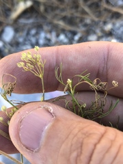 Spermolepis echinata