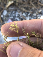 Spermolepis echinata