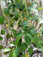 Metopium brownei