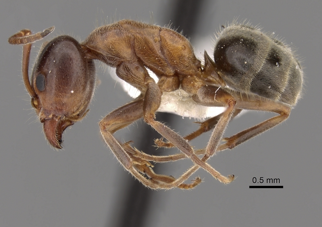 Velvety Tree Ant (Insects of Kern County) · iNaturalist