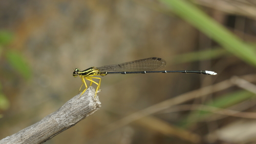 Yellow featherlegs photo 3