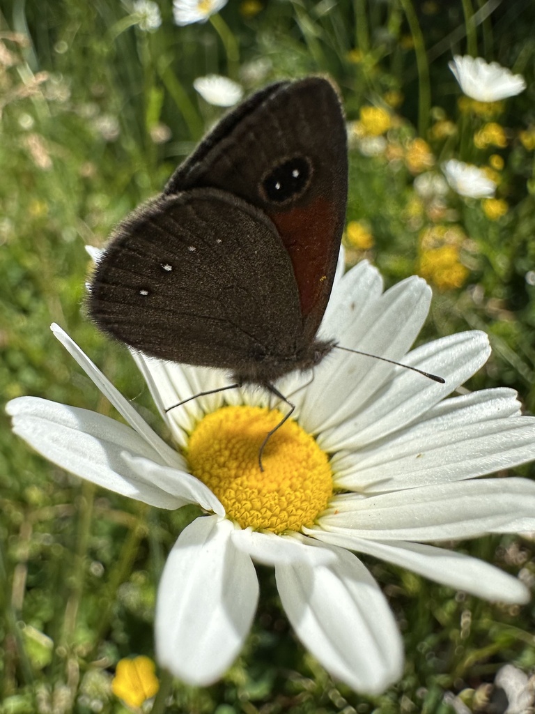 Neosatyrus ambiorix