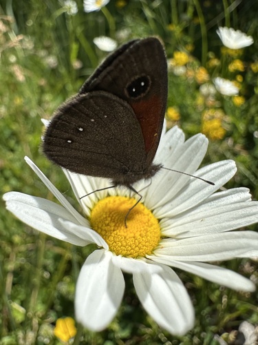 Neosatyrus ambiorix
