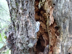 Egira crucialis