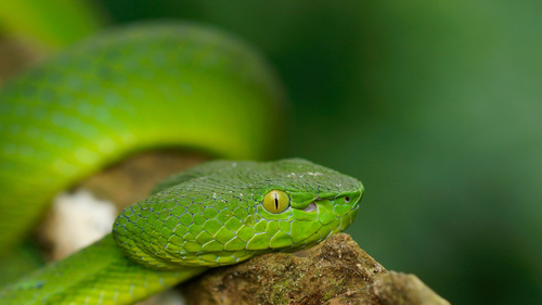 Trimeresurus sabahi