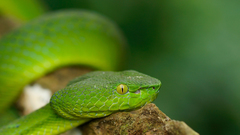 Trimeresurus sabahi