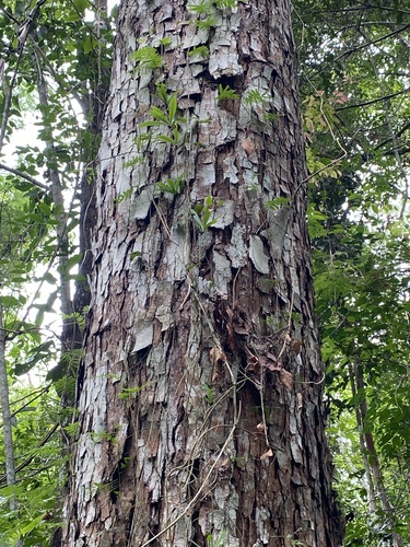 Foto de Candeia