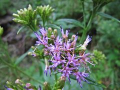 Saussurea neoserrata