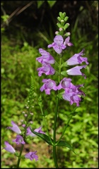 Physostegia leptophylla