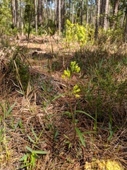 Asclepias pedicellata image