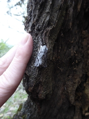 Egira crucialis