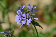 Phlox divaricata laphamii