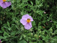 Cistus