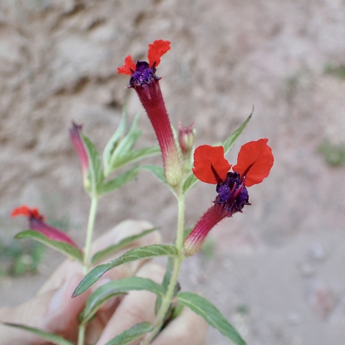 Cuphea llavea