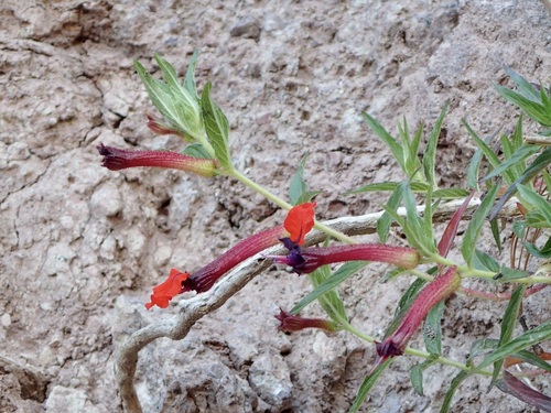 Cuphea llavea