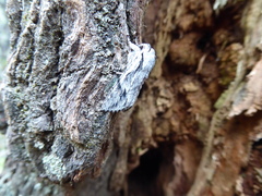 Egira crucialis