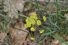Lomatium triternatum