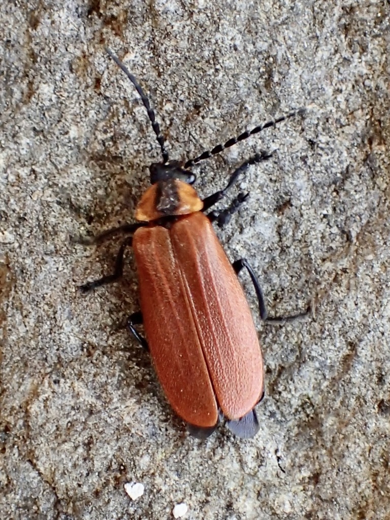 Discodon nigripes