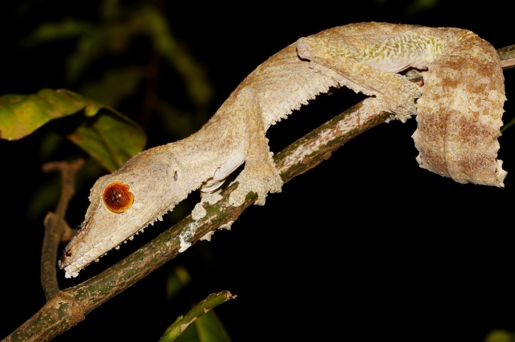 Uroplatus garamaso from Ambilobe, Madagaskar on November 24, 2023 at 07 ...