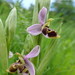 Ophrys scolopax scolopax - Photo (c) Xavier Béjar, μερικά δικαιώματα διατηρούνται (CC BY-NC-SA)
